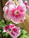     
: IMG_1292.jpg
: 7
:	86.6 
ID:	11253183