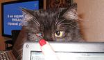     
: IMG_0755.JPG
: 26
:	149.3 
ID:	1125411