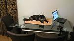     
: IMG_0770.JPG
: 29
:	131.1 
ID:	1125412