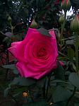     
: IMG_20160613_201310.jpg
: 14
:	89.8 
ID:	11259082