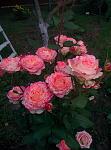    
: IMG_20160613_201122.jpg
: 13
:	129.0 
ID:	11259085