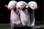     
: 1220987438_funnypets26.jpg
: 25
:	40.9 
ID:	1126053