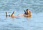     
: dog-sea.jpg
: 57
:	123.3 
ID:	11269380
