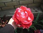     
: 13  2010-7.jpg
: 23
:	103.5 
ID:	1127154