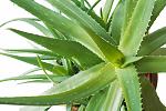     
: Aloe-Vera-leaf-1024x680.jpg
: 15
:	136.5 
ID:	11289738