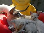     
: DSCN1660.jpg
: 38
:	116.6 
ID:	11291210