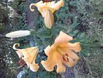     
: 20160624_195922[1].jpg
: 11
:	159.9 
ID:	11291512
