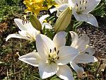     
: IMG_1349.jpg
: 15
:	163.1 
ID:	11296459