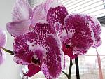     
: IMG_0842.jpg
: 8
:	132.7 
ID:	11296484