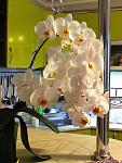     
: IMG_1367.jpg
: 7
:	98.0 
ID:	11296485