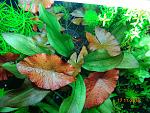     
: DSC01457.jpg
: 13
:	224.9 
ID:	11298476