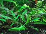     
: DSC01886.jpg
: 9
:	182.4 
ID:	11298484