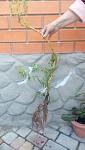     
: IMG_20160522_133919.jpg
: 16
:	57.4 
ID:	11304356