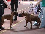     
: DSC03485.jpg
: 56
:	120.5 
ID:	1130550