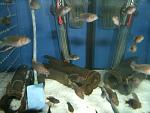     
: GEDC2898.jpg
: 37
:	104.8 
ID:	11320092