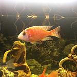     
: image.jpg
: 11
:	74.3 
ID:	11321061