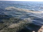     
: IMG_1036.jpg
: 63
:	261.6 
ID:	11323531