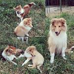     
: колли.jpg
: 10
:	183.6 
ID:	11347663
