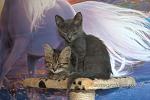     
: DSC_4370.jpg
: 10
:	146.9 
ID:	11354923