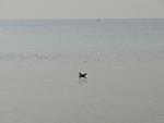    
: DSC03442.jpg
: 38
:	73.8 
ID:	11365247