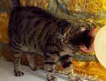     
: DSC_0074.jpg
: 138
:	142.9 
ID:	11366505