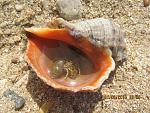     
: IMG_9780.jpg
: 37
:	190.3 
ID:	11368090
