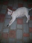     
: image.jpg
: 13
:	46.8 
ID:	11369558