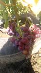     
: IMG_20160804_164050.jpg
: 13
:	91.2 
ID:	11379012