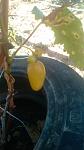     
: IMG_20160804_163916.jpg
: 14
:	63.8 
ID:	11379013