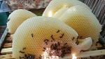     
: 20160802_162652[1].jpg
: 17
:	139.5 
ID:	11379056