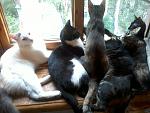     
: 20130629-073432.jpg
: 16
:	124.1 
ID:	11382434