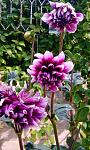     
: IMG_20160809_170306.jpg
: 9
:	118.7 
ID:	11391135