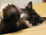     
: IMG_0783.JPG
: 20
:	152.2 
ID:	1139739