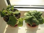     
: IMG_7296.jpg
: 25
:	104.5 
ID:	11420798