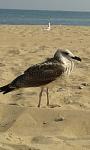     
: 20160820_154108.jpg
: 19
:	59.5 
ID:	11423643