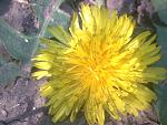     
: 121_1_~1.jpg
: 9
:	141.1 
ID:	1143868