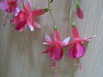     
: IMG_6661.jpg
: 15
:	112.8 
ID:	11449151