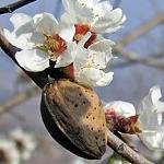     
: mindal1.jpg
: 16
:	15.7 
ID:	11450715