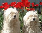     
: DSC03169.jpg
: 28
:	160.1 
ID:	11459940