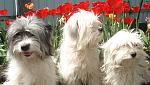     
: DSC03194.jpg
: 39
:	110.1 
ID:	11459946