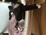     
: IMG_9529.jpg
: 11
:	133.5 
ID:	11460065