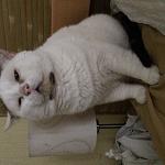     
: IMG_9405.jpg
: 10
:	109.0 
ID:	11460069