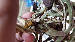     
: 20160906_181553.jpg
: 38
:	100.1 
ID:	11465901