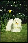     
: foto_dogs_05.jpg
: 23
:	57.6 
ID:	114927