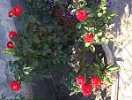     
: image.jpg
: 14
:	225.0 
ID:	11495817