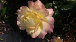     
: 20160928_173341.jpg
: 11
:	68.4 
ID:	11528381