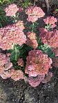     
: 20160928_173431.jpg
: 8
:	176.8 
ID:	11528387