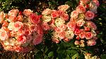     
: 20160928_173555.jpg
: 39
:	181.3 
ID:	11529688