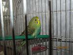     
: IMG_2759.jpg
: 28
:	129.3 
ID:	11532620