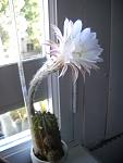     
: DSCN0805.jpg
: 16
:	62.3 
ID:	11560066